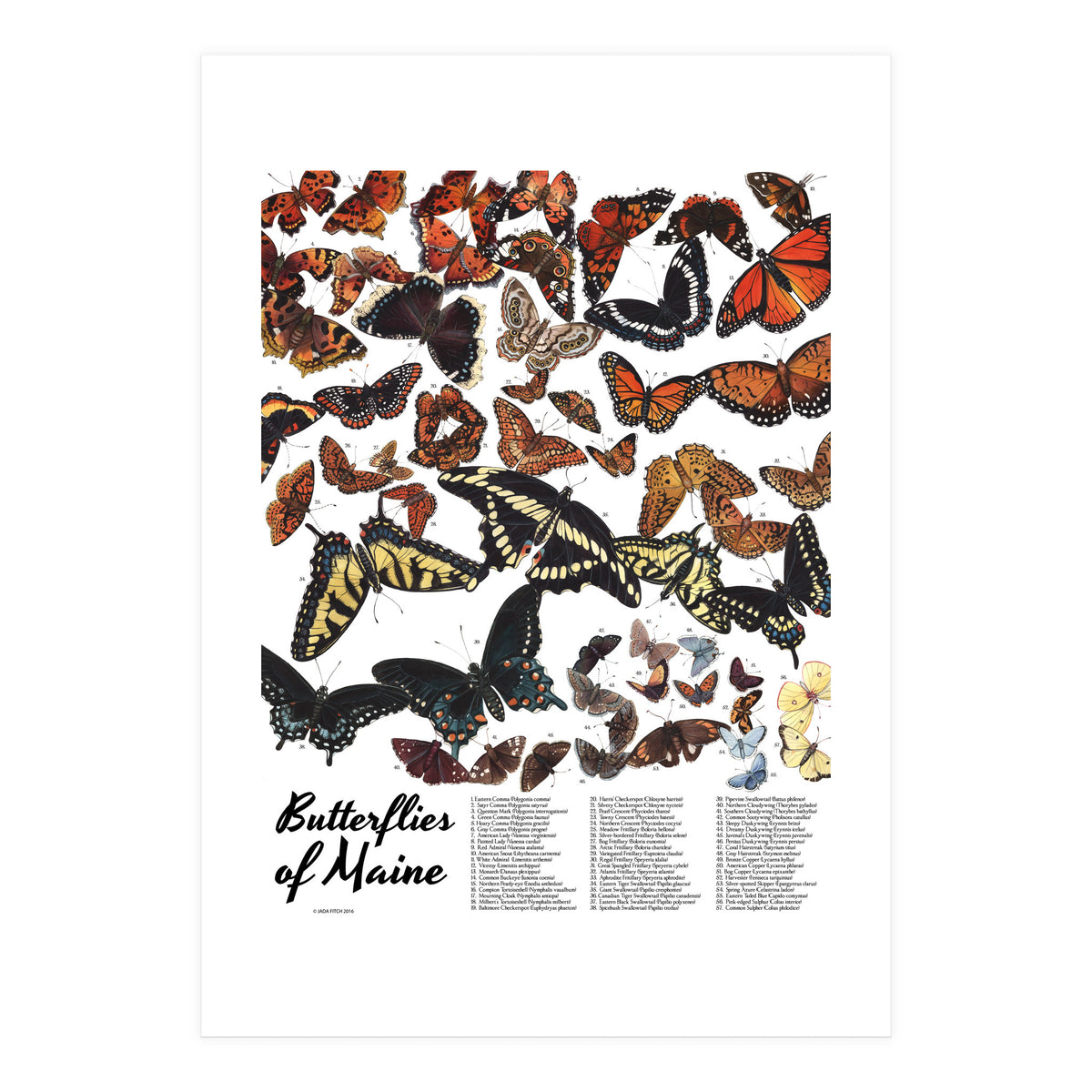 Maine Butterflies Chart (Print Only)