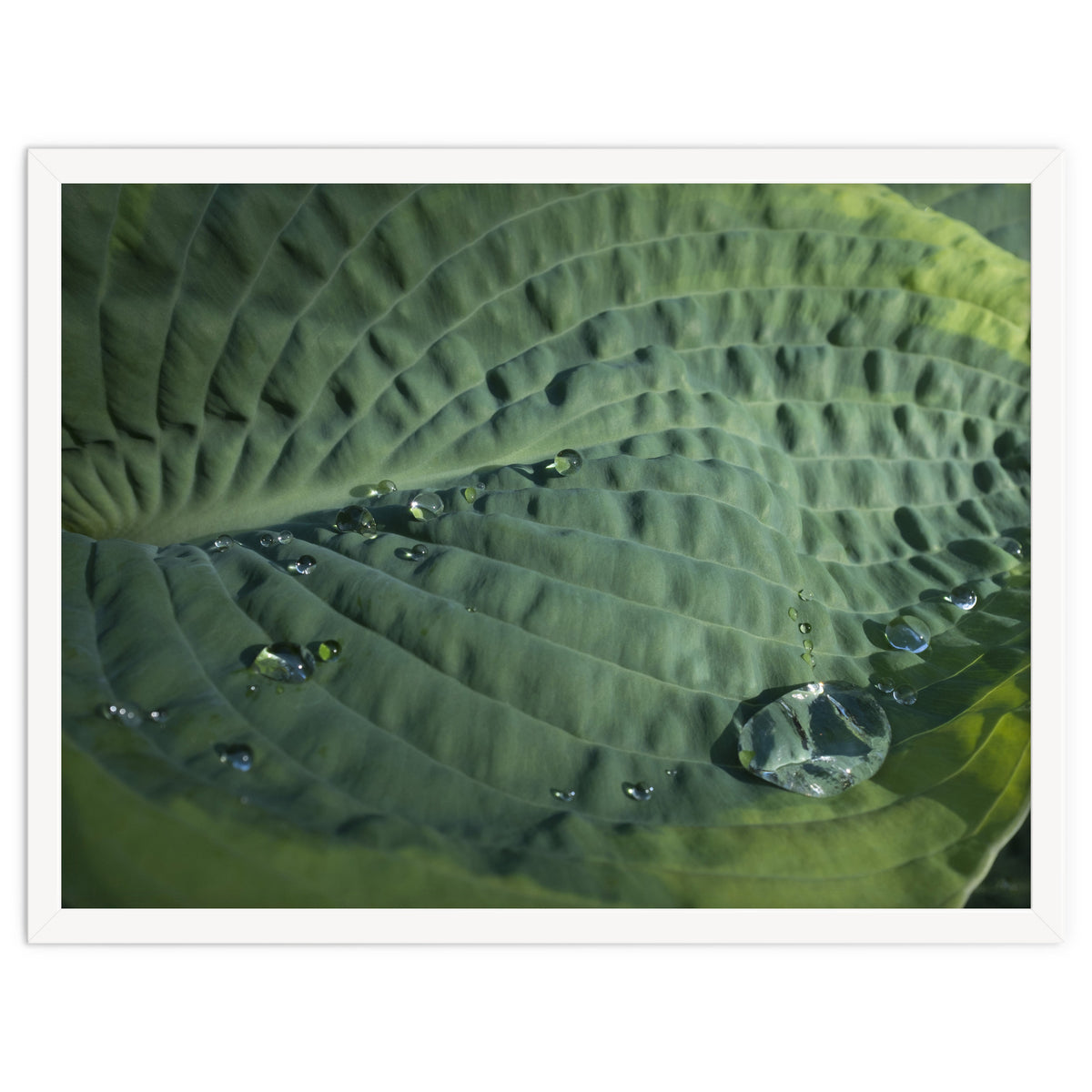 Hosta With Raindrops