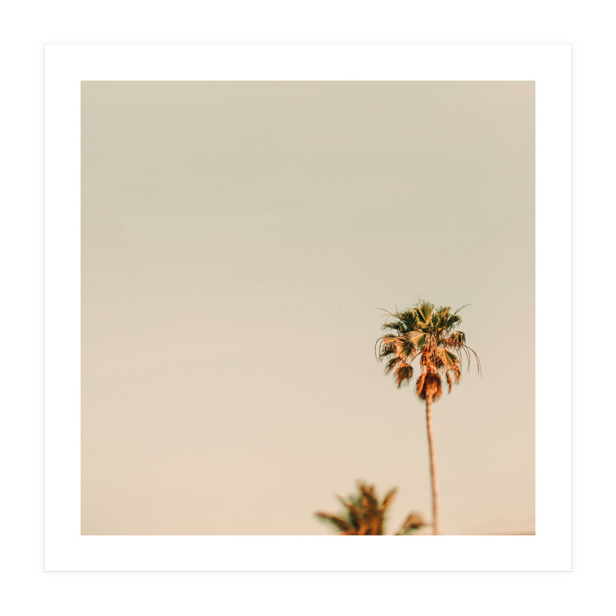 Minimal Palms  (Print Only)