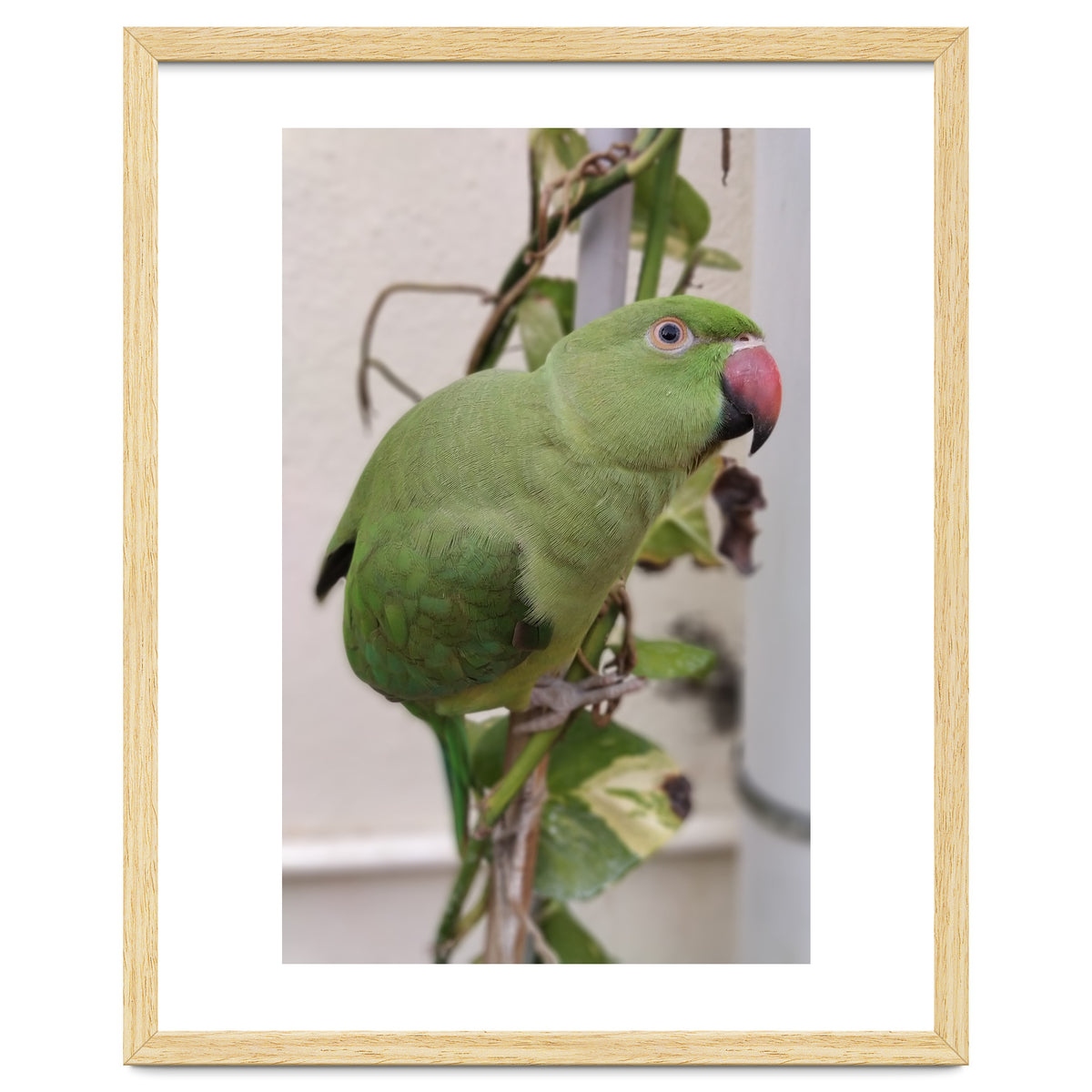 Dazzling Indian Parrot