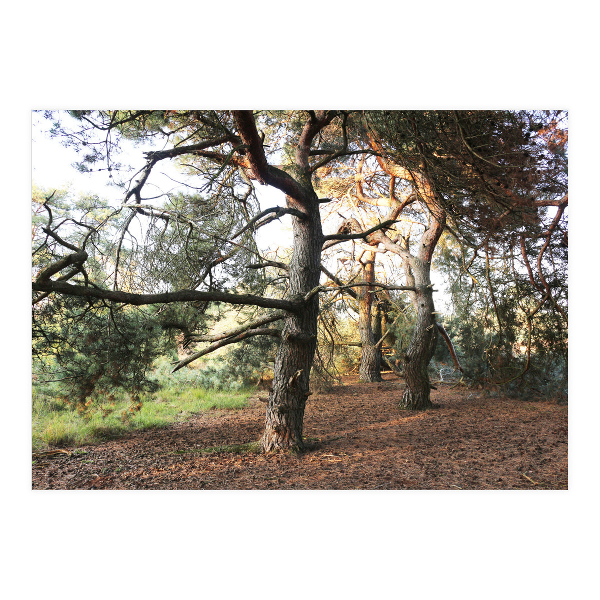 Pine Trees (Print Only)