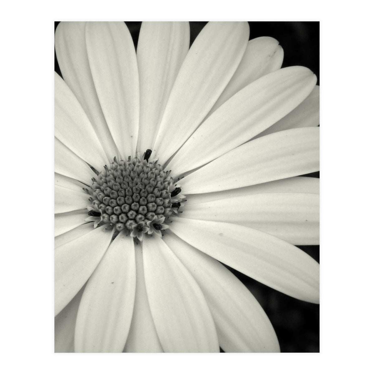 Simplicity  (Print Only)