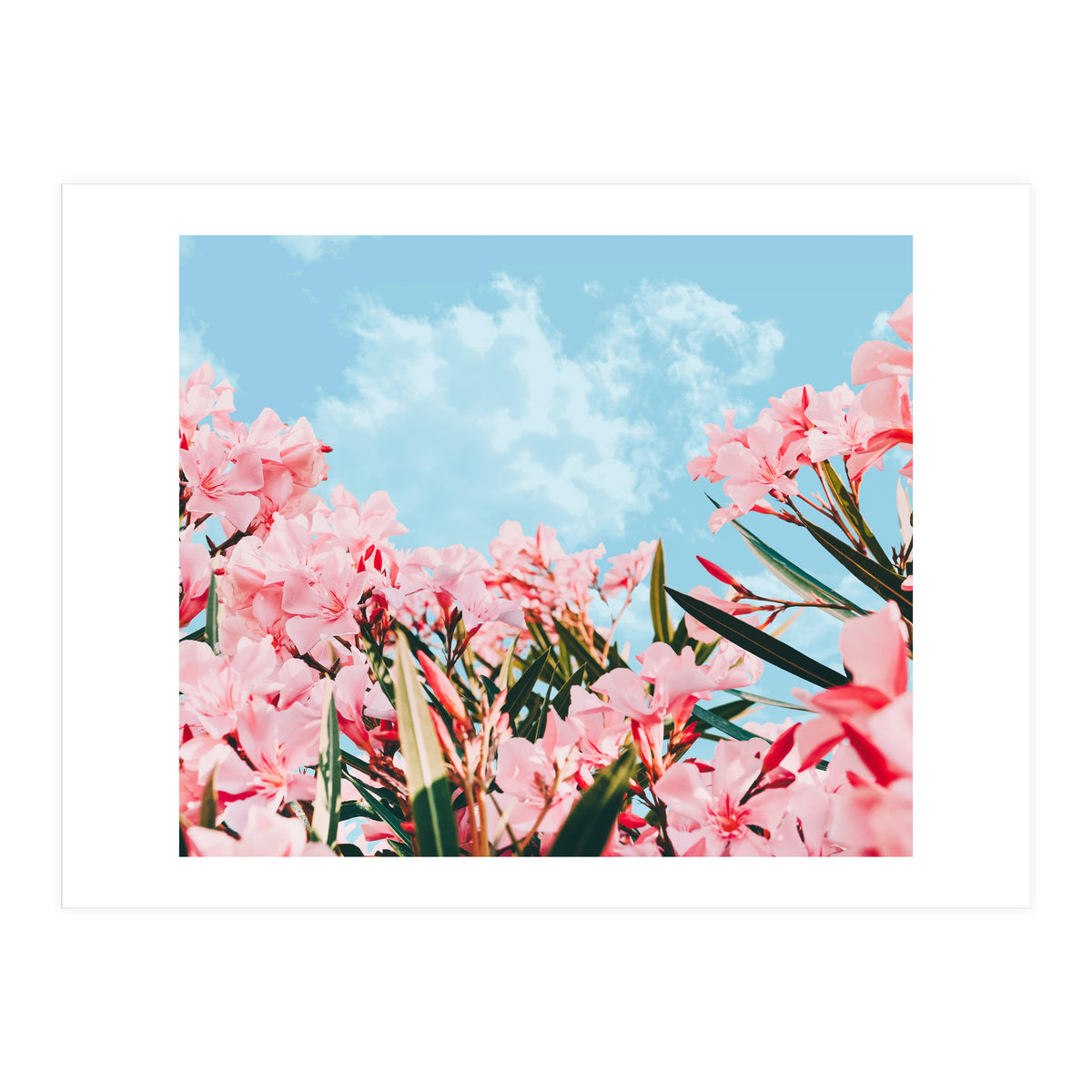 Blush Blossom II (Print Only)