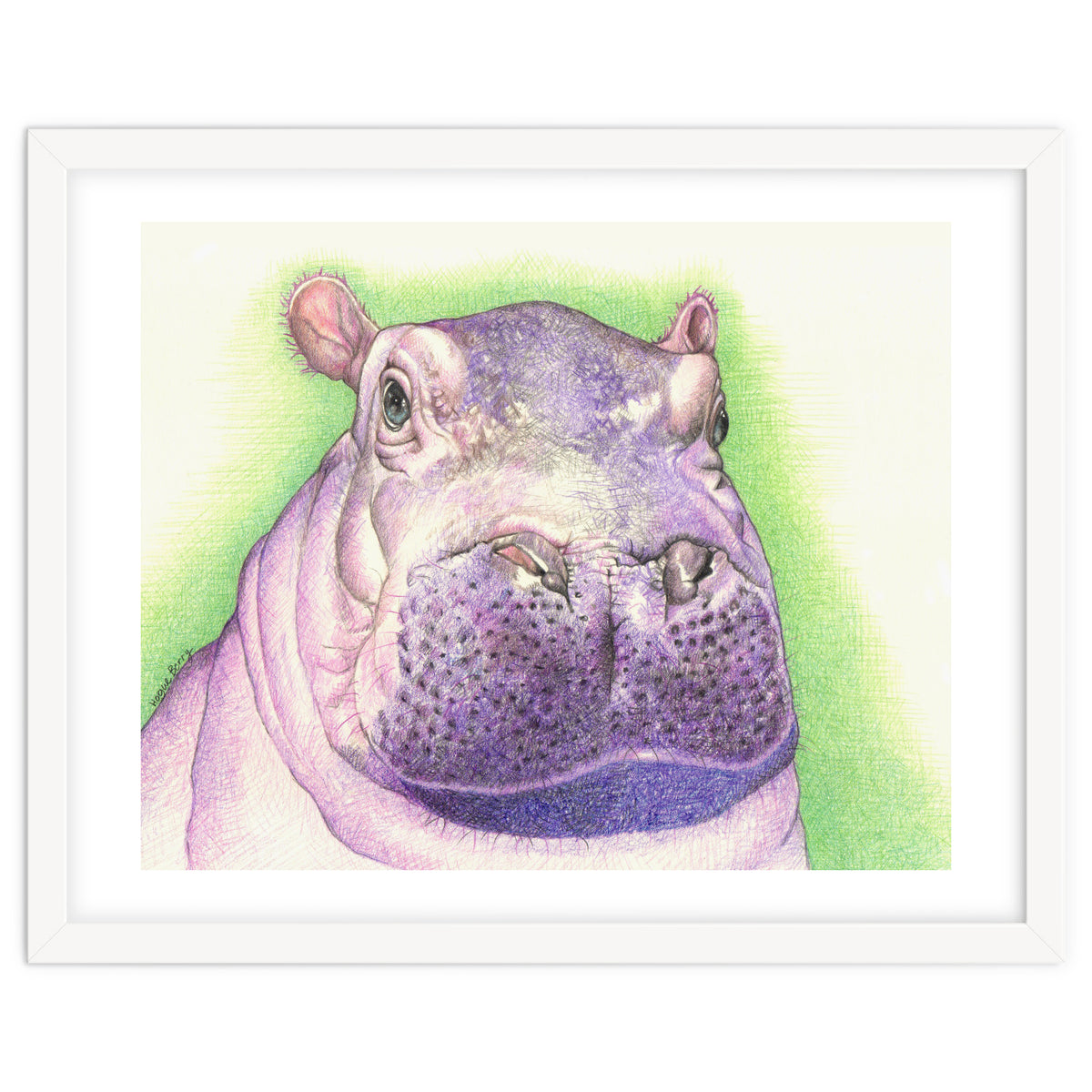 Purple Hippo