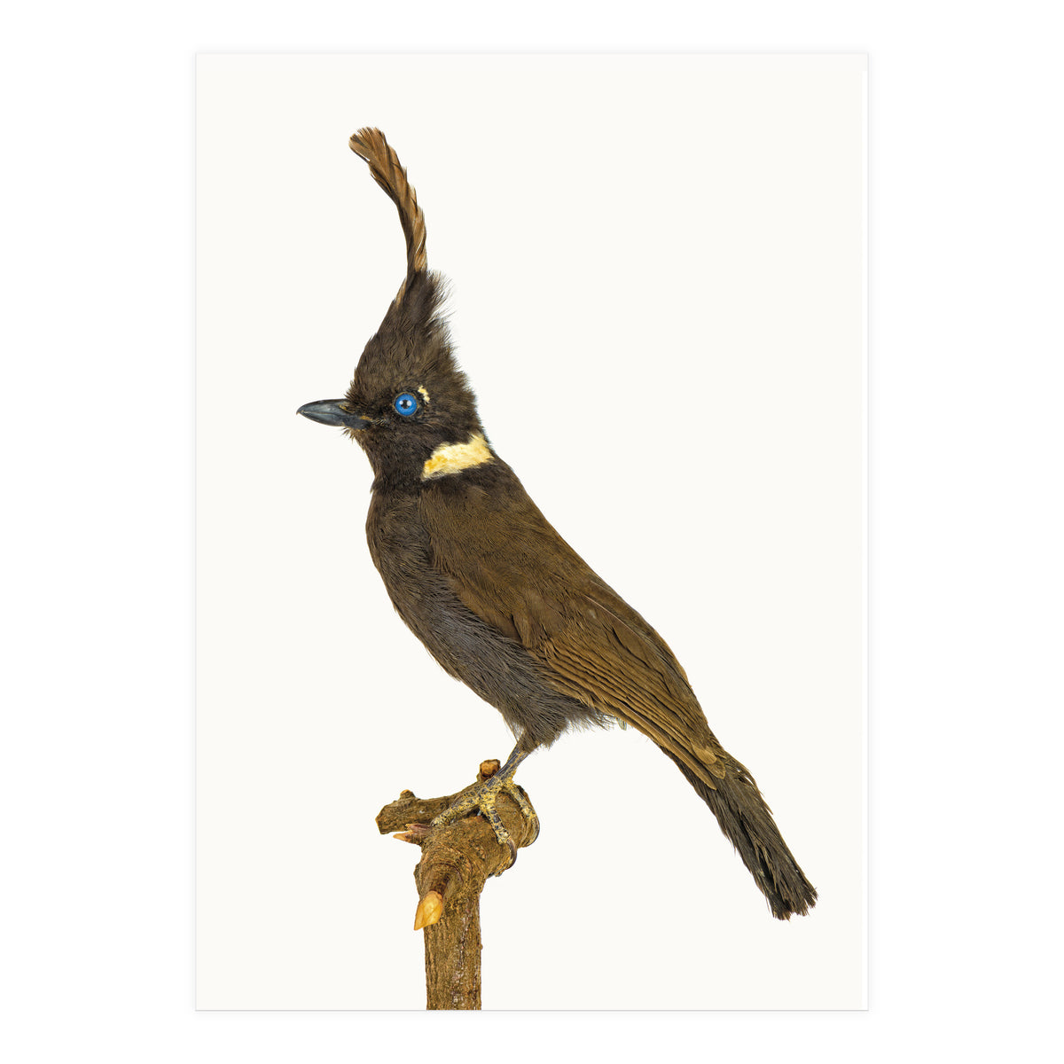 Cc Birds 05 (Print Only)