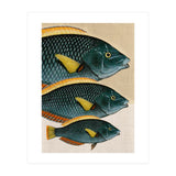 Fish Classic Designs 10 (Print Only) thumbnail