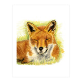 Red Fox Sleeping  (Print Only) thumbnail