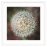 dandelion clock