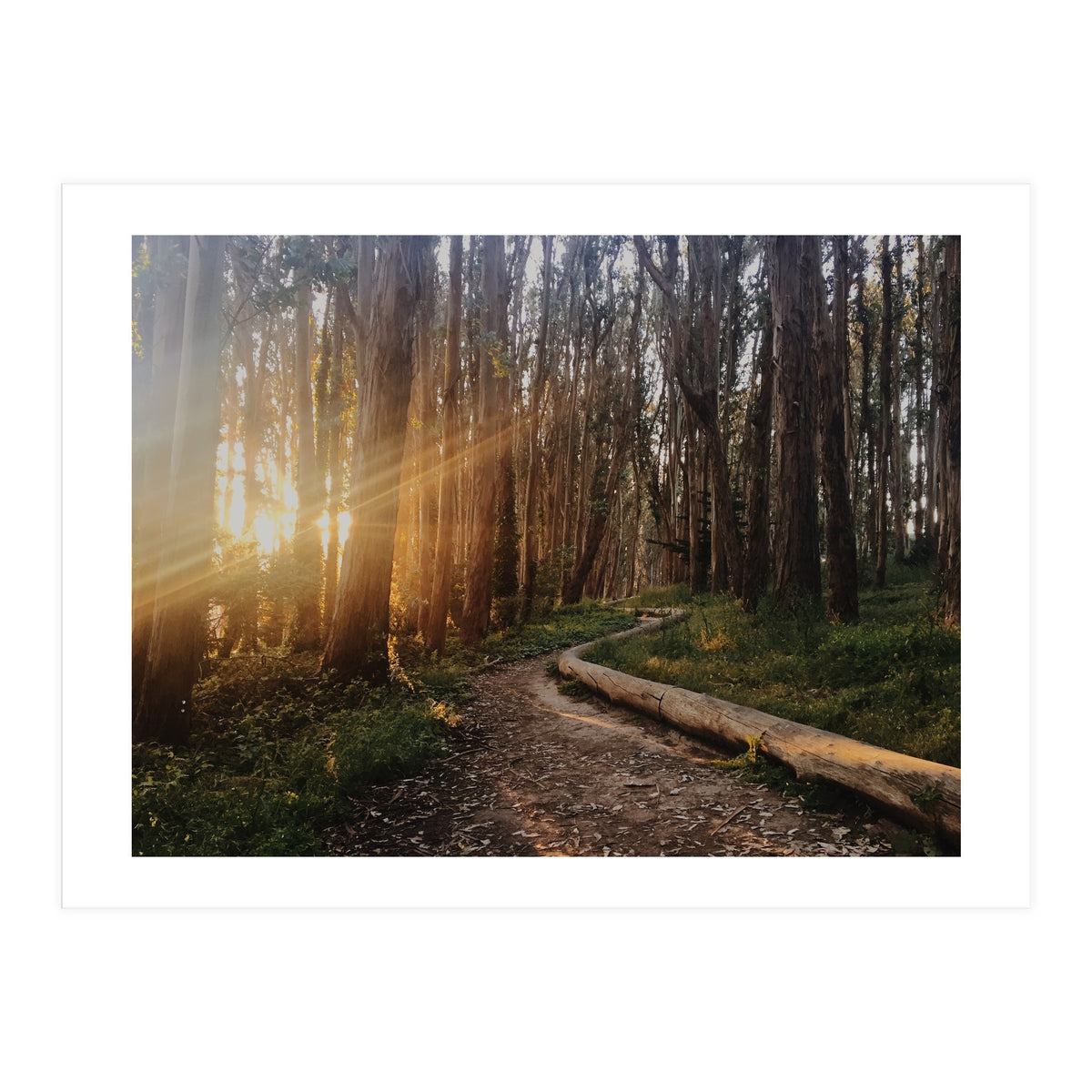 The Wood Line I (Print Only)