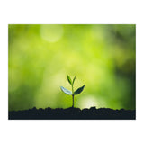Plant in Nature (Print Only) thumbnail
