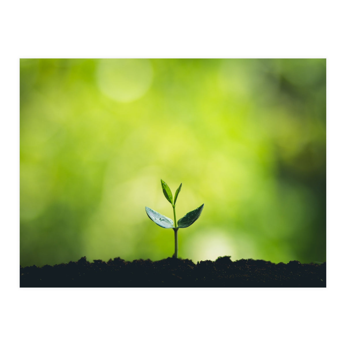 Plant in Nature (Print Only)