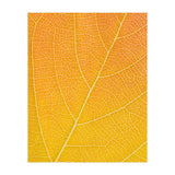 Autumn Leaf (Print Only) thumbnail