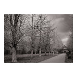 Bute Park, Cardiff (Print Only) thumbnail