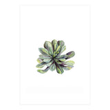 Botanical Illustration Succulent (Print Only) thumbnail