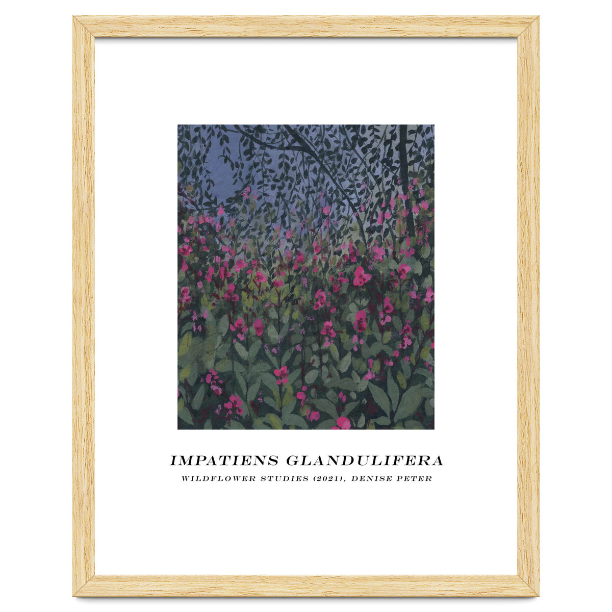 Impatiens Glandulifera