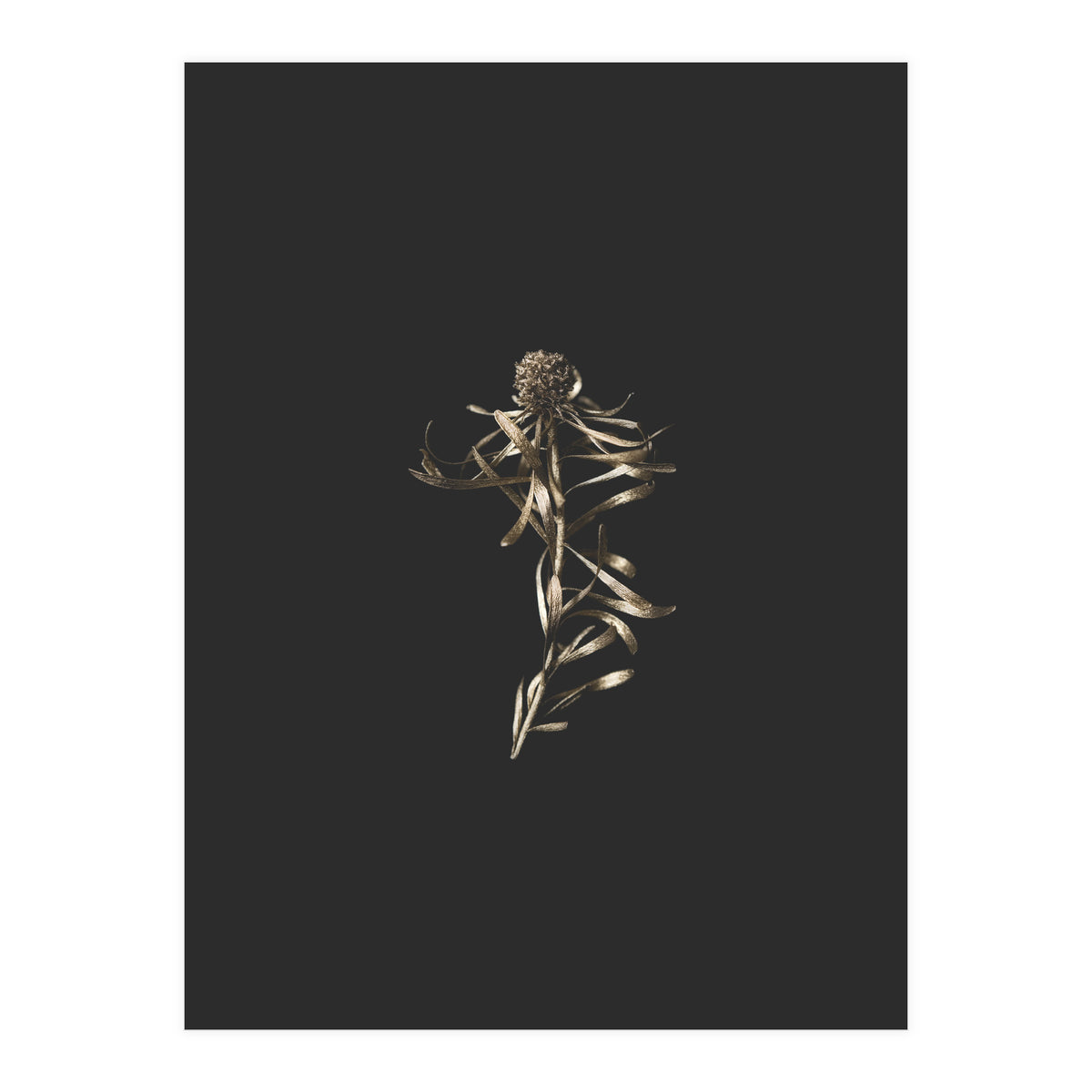 Magical Golden Fynbos (Print Only)