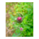 Eye Bud (Print Only) thumbnail