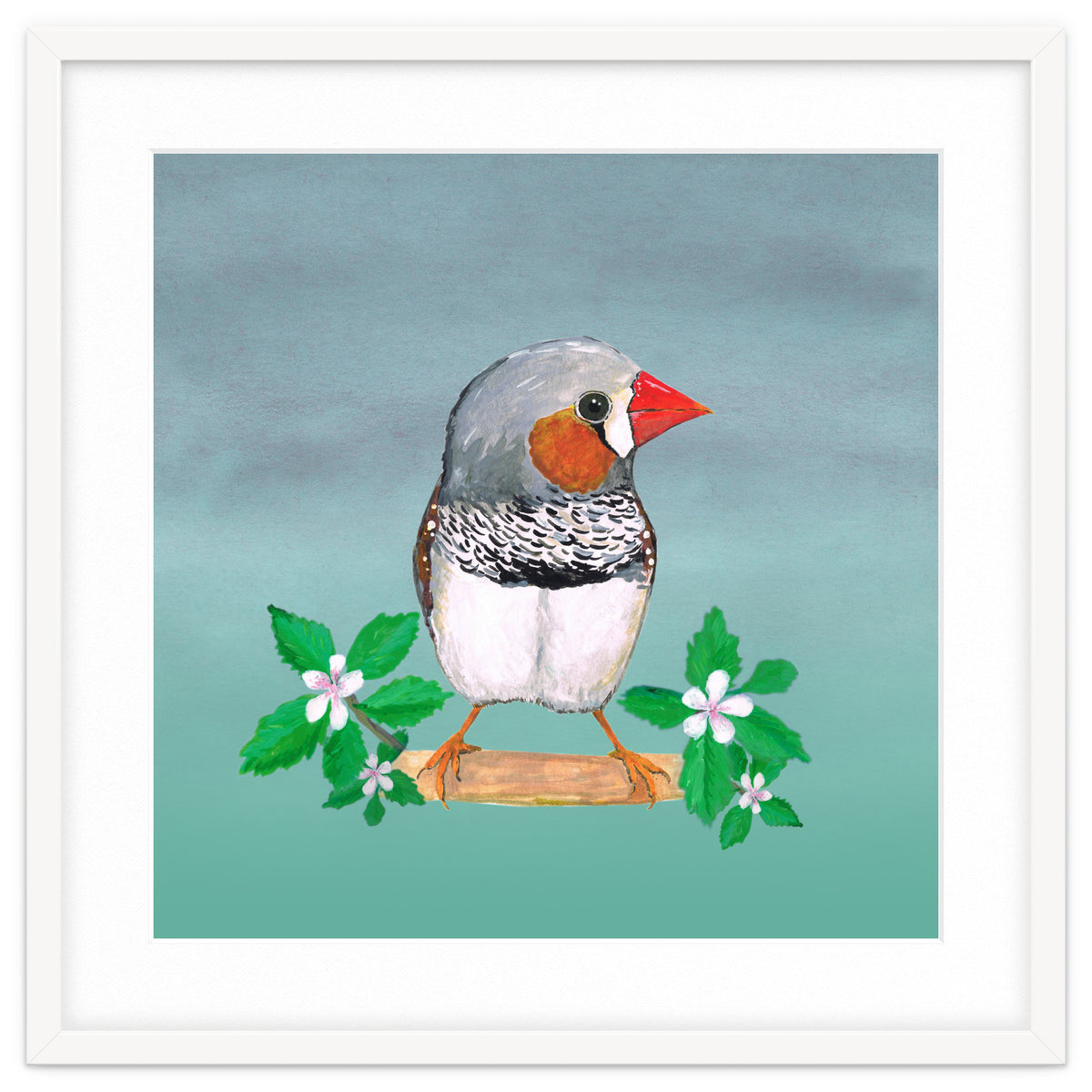 Zebra finch