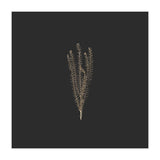 Delicate Fynbos Botanicals in Gold and Black - Square (Print Only) thumbnail