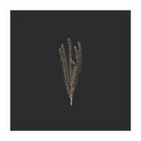 Delicate Fynbos Botanicals in Gold and Black - Square (Print Only)