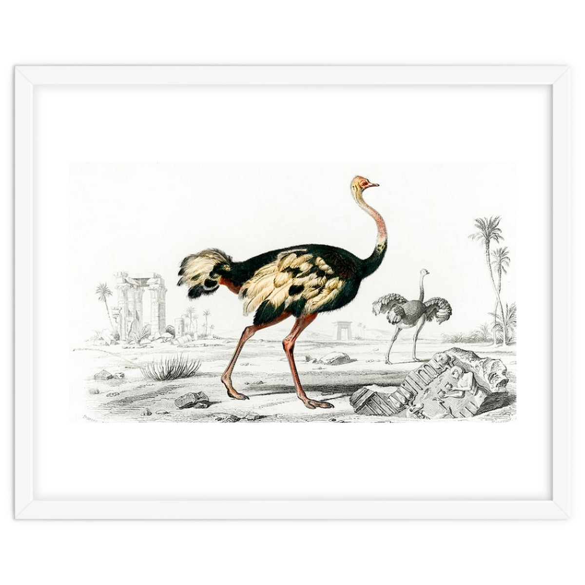 Struthio illustrated