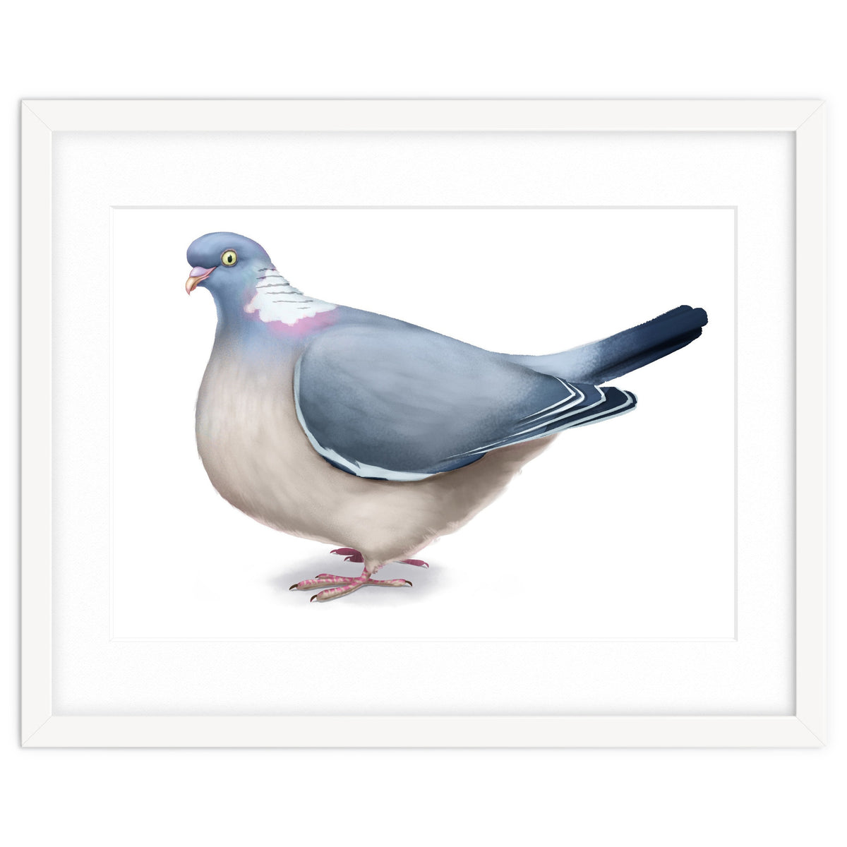 Wood Pigeon
