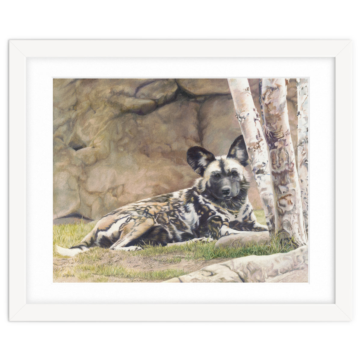 Afican Painted Dog IV - Imara