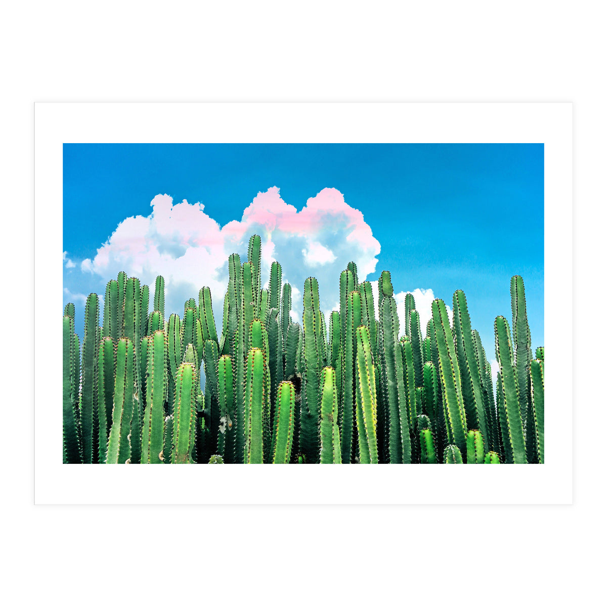 Cactus Summer (Print Only)
