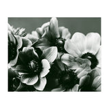 Anemone Flowers (Print Only) thumbnail