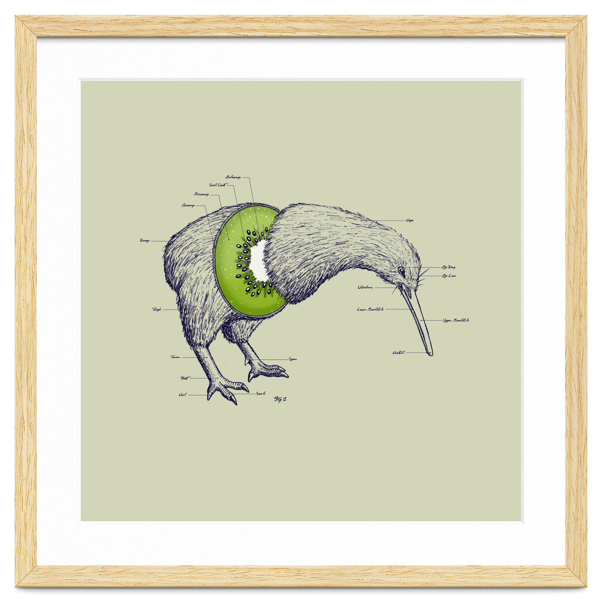Kiwi Anatomy