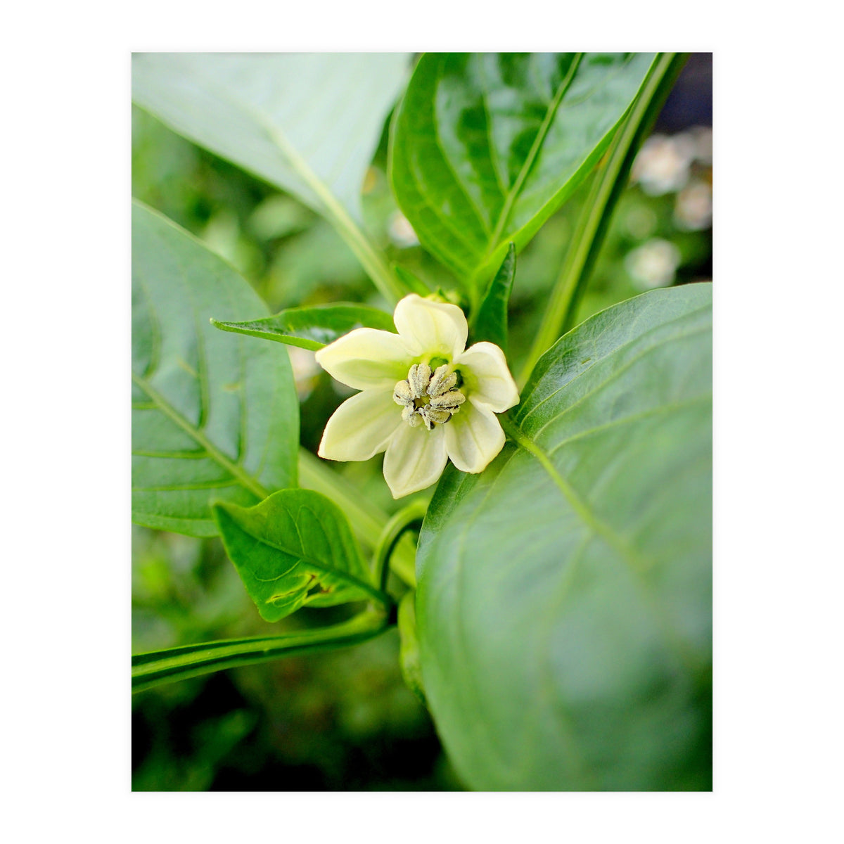 Blossom (Print Only)