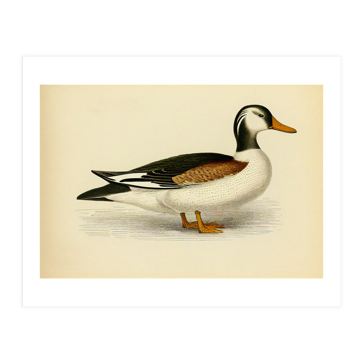 Vintage Duck Painting (Print Only)