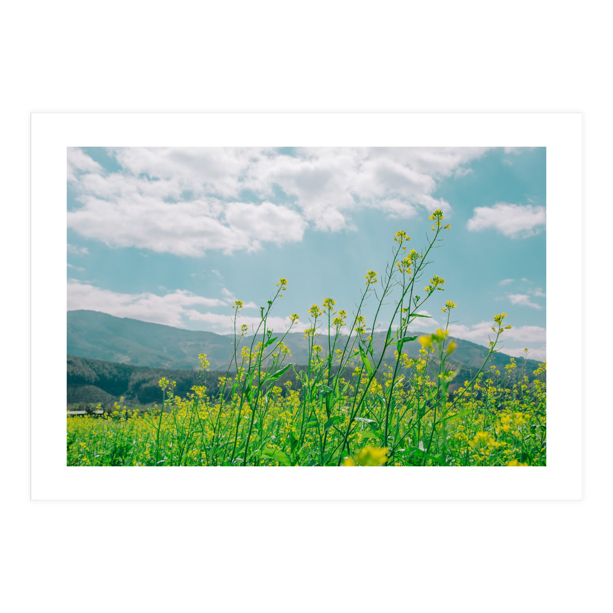 Flowers (Print Only)