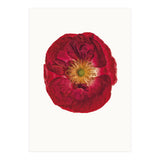 Cc Poppy 03 (Print Only) thumbnail
