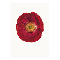 Cc Poppy 03 (Print Only)