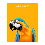 Macaw (Print Only) thumbnail