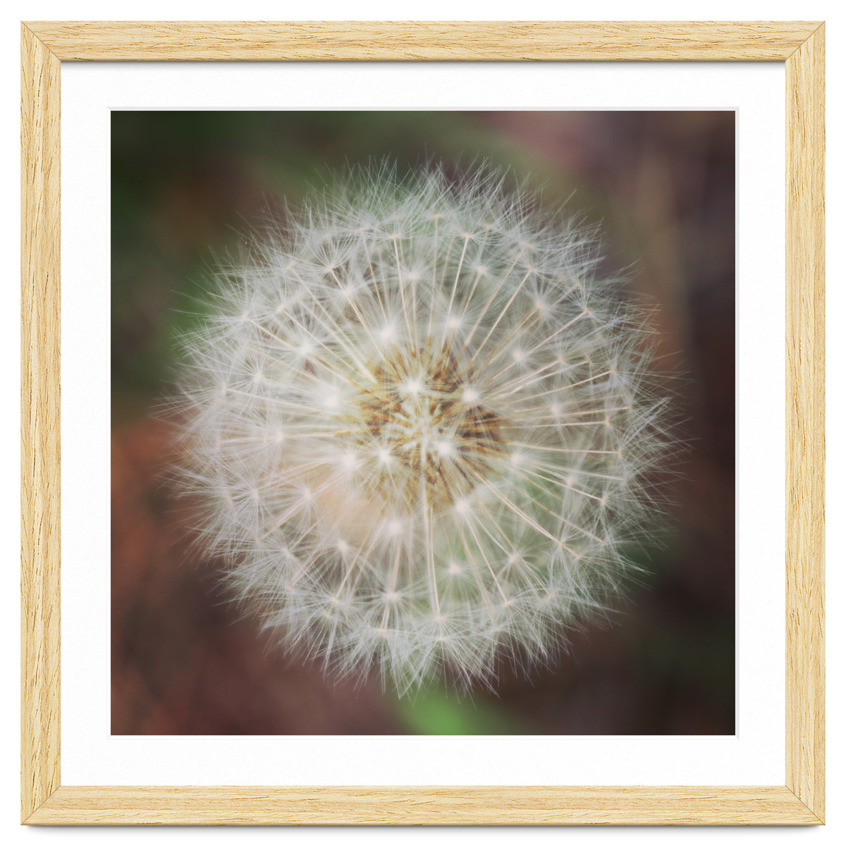 dandelion clock