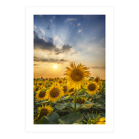 Sunflower field at sunset  (Print Only)