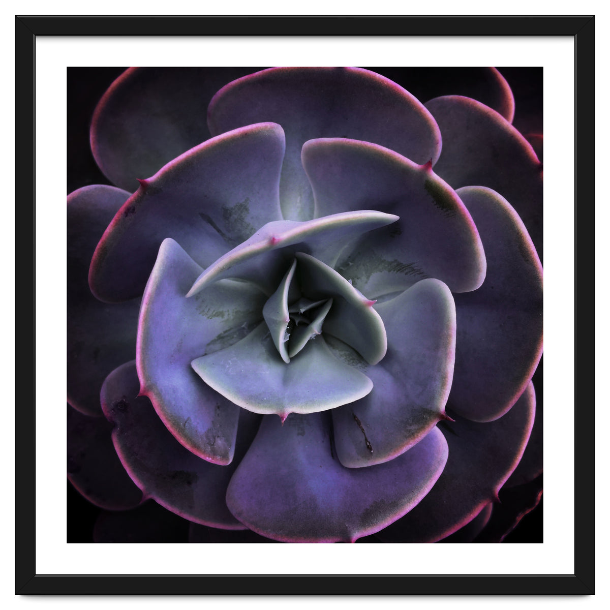 DARKSIDE OF SUCCULENTS VII