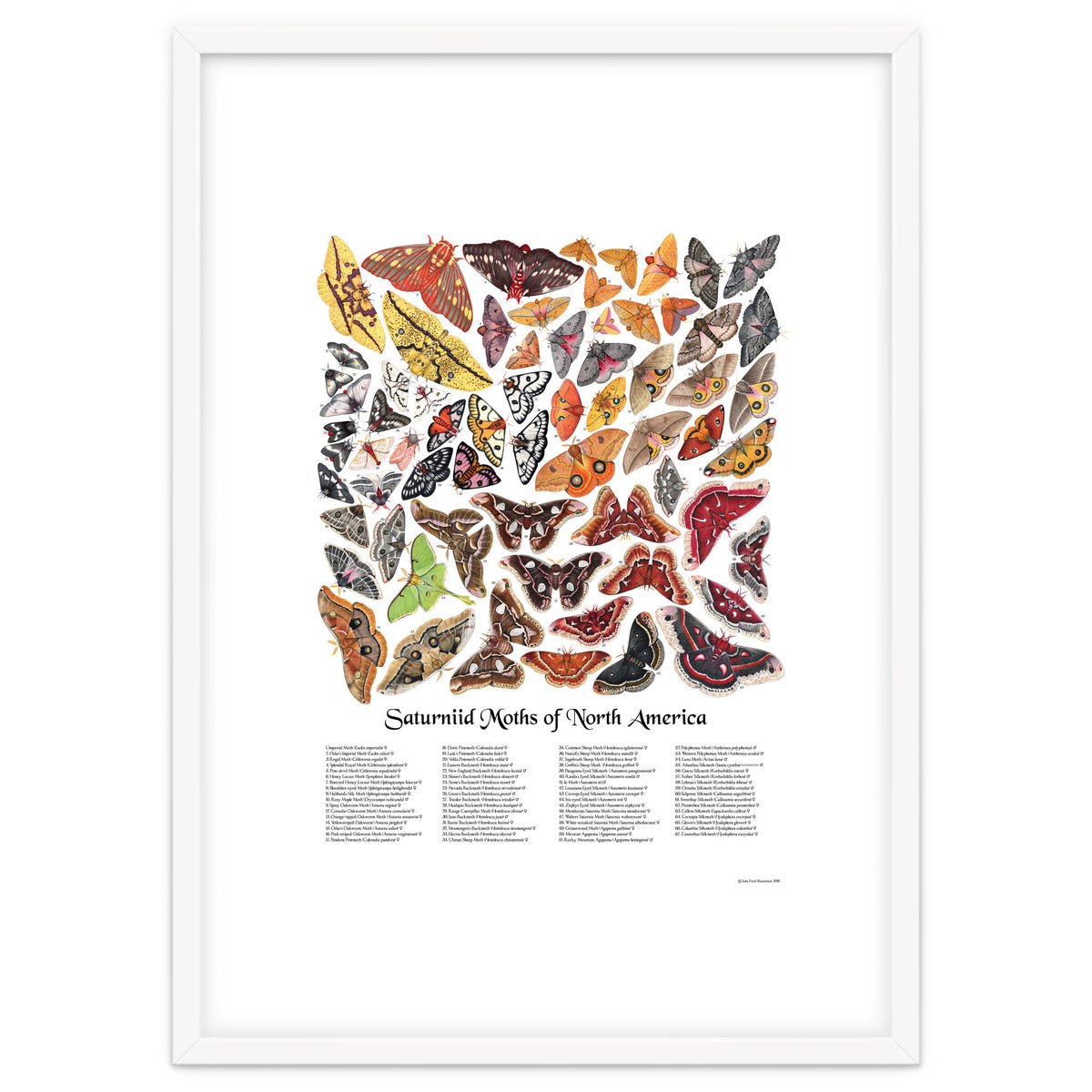 Saturniid Moths of North America