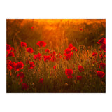 Poppies At Summer (1) (Print Only) thumbnail