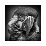 Macaw (Print Only) thumbnail