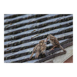 Feeding (Print Only) thumbnail