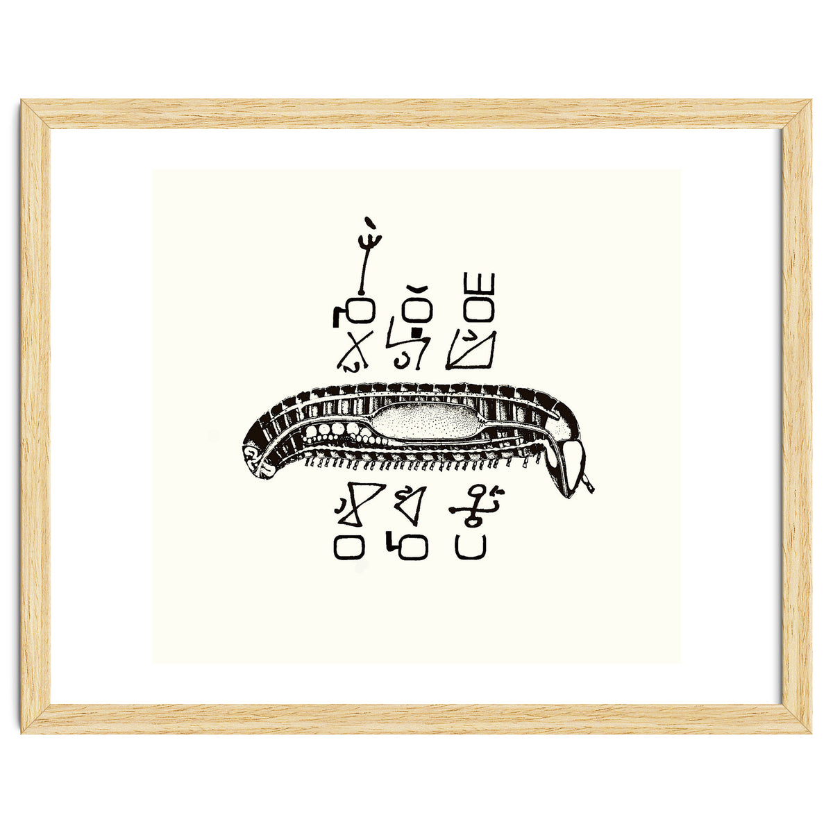 Diplopod David Felix