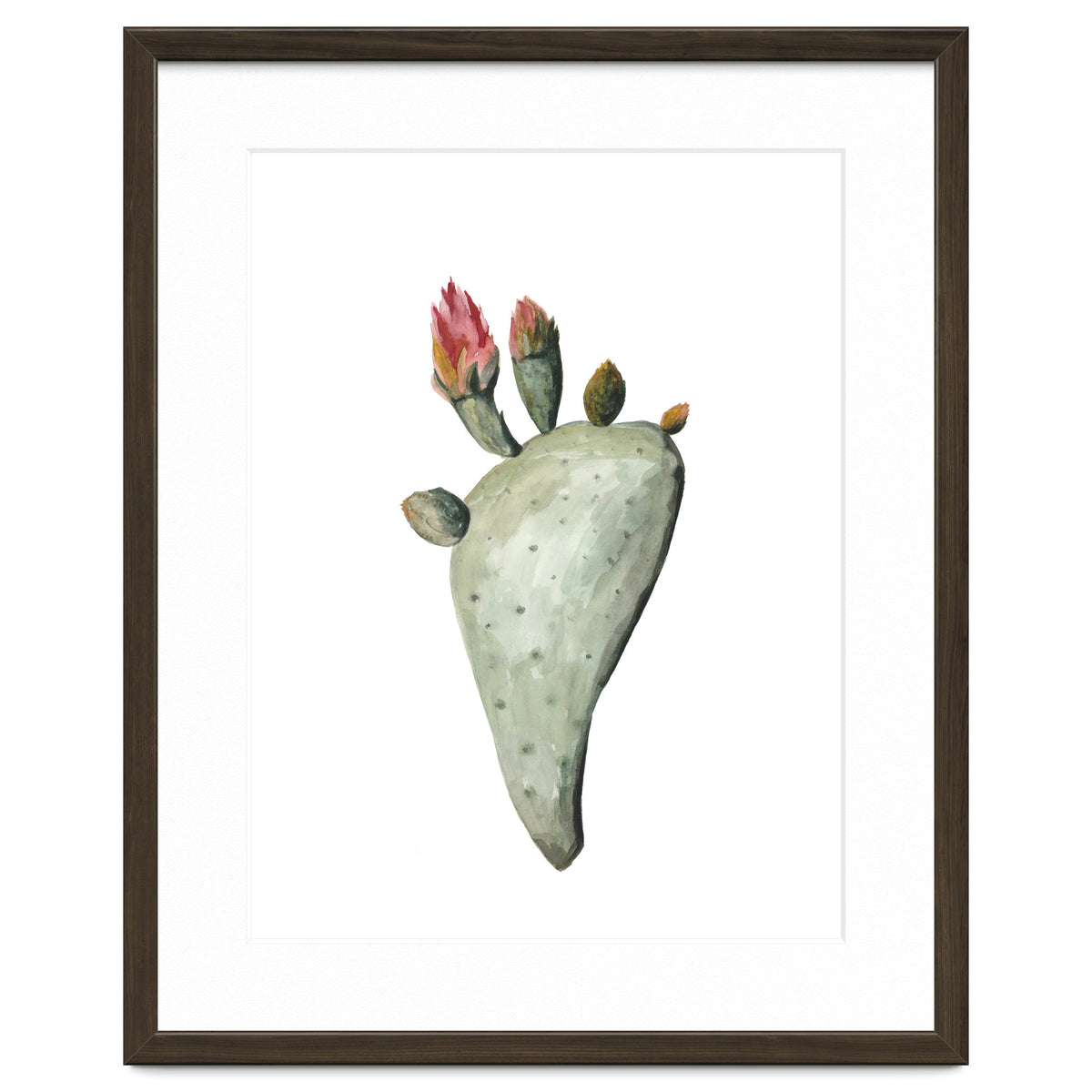 Botanical Illustration Cactus Flowers