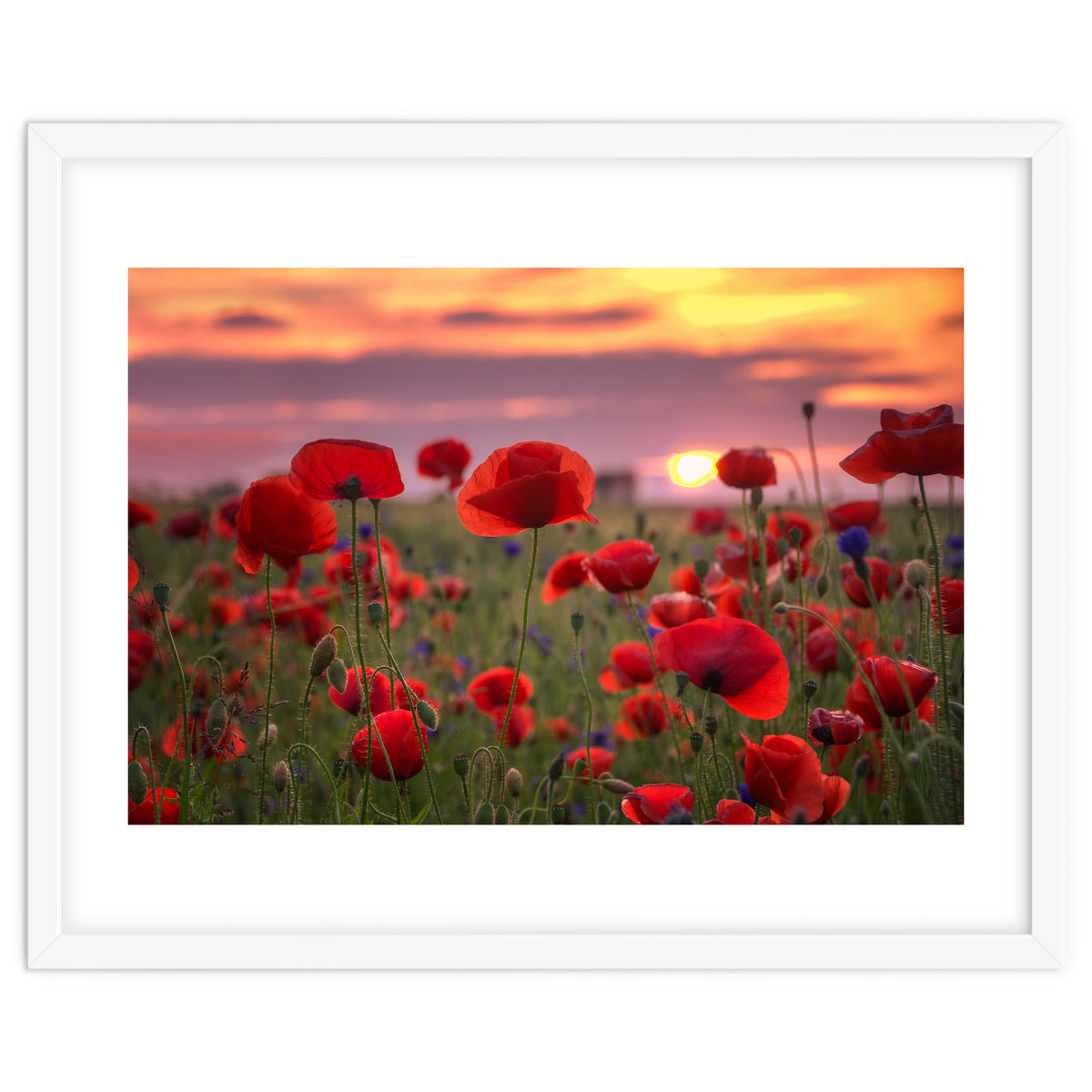 Poppies at Evening