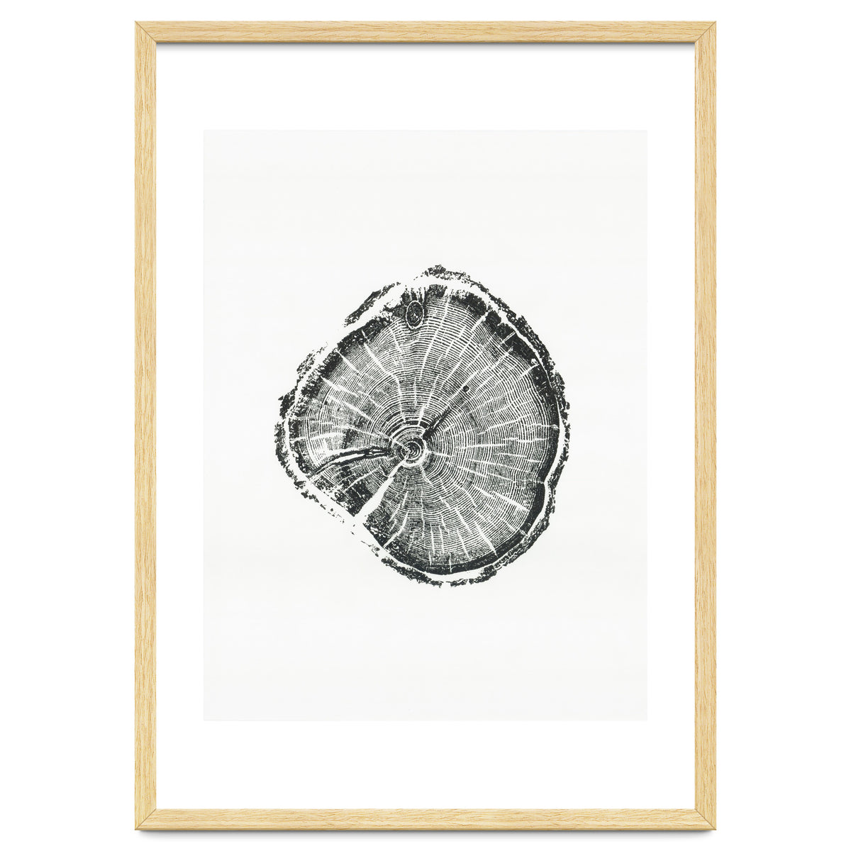 Tree Ring Print, Albion Basin, Utah, Pine Tree Print