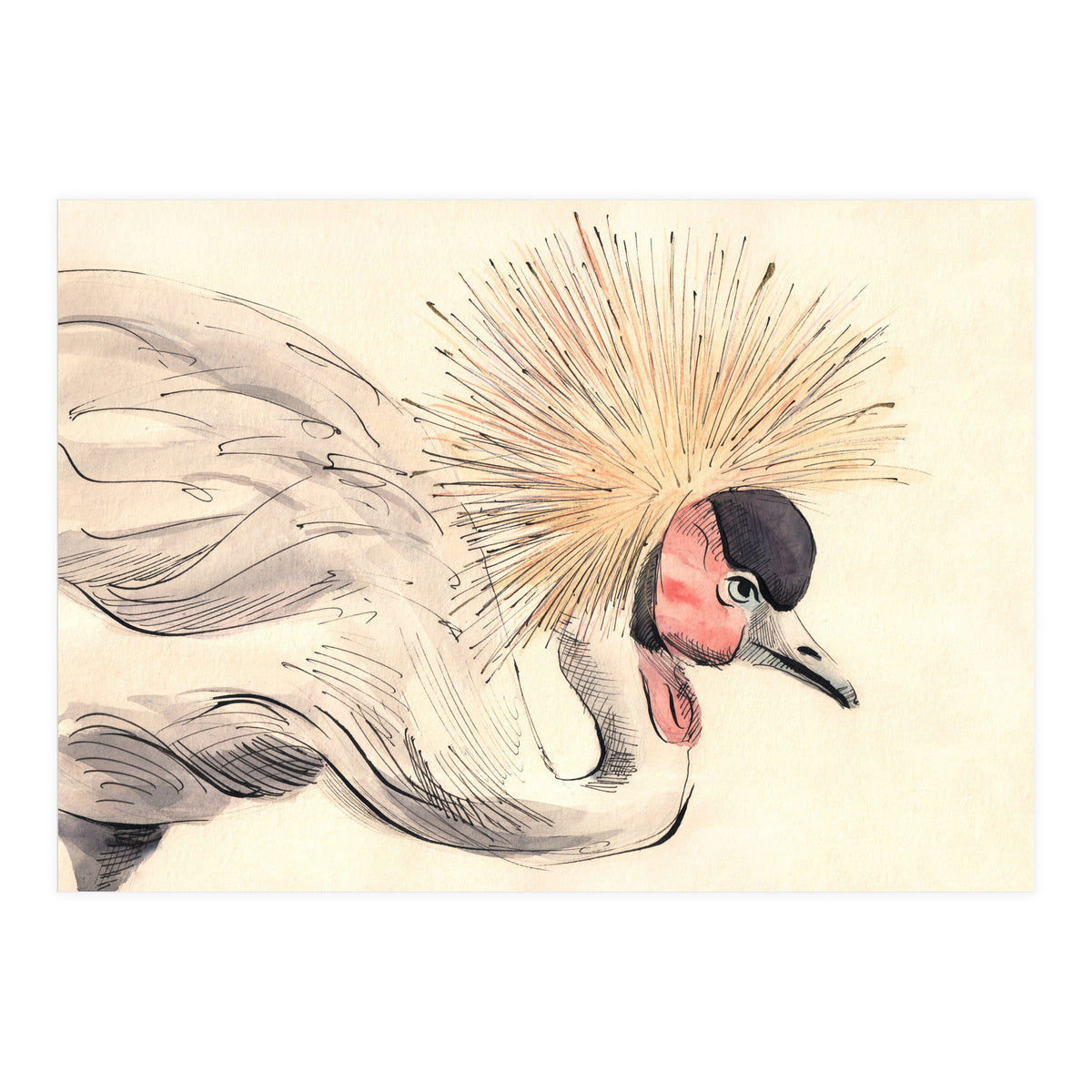 Crowned Crane (Print Only)