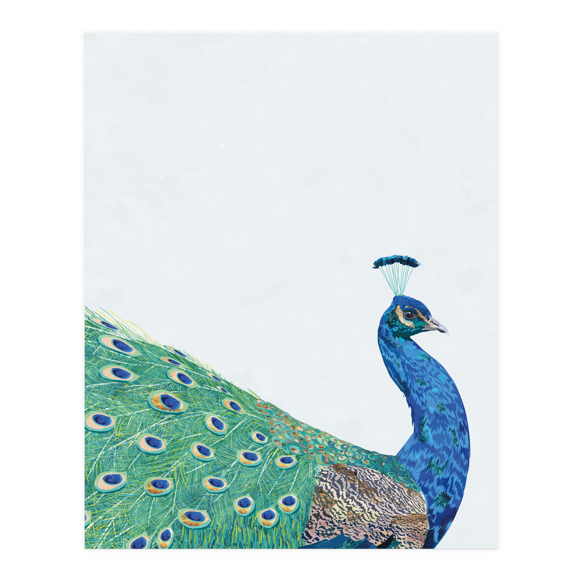 Peacock Portrait (Print Only)