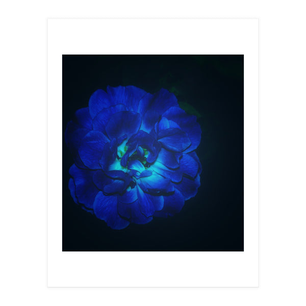 Lucky Blue Rose (Print Only)